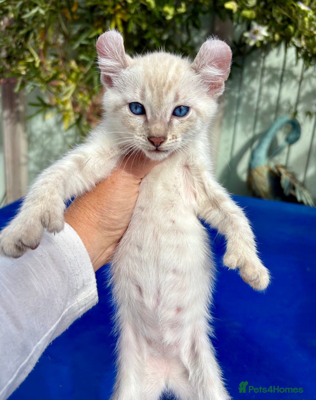 Bengal cats for sale: Gob smacking rare kittens  - Image 25