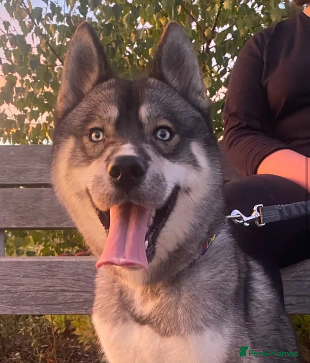 Siberian Husky dogs for stud: PROVEN Agouti Siberian Husky Stud in Warwick - Advert 2