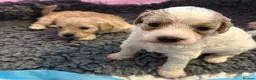 Cavapoo dogs for sale: 1 beautiful female Cavapoo pup available to view - Advert 3