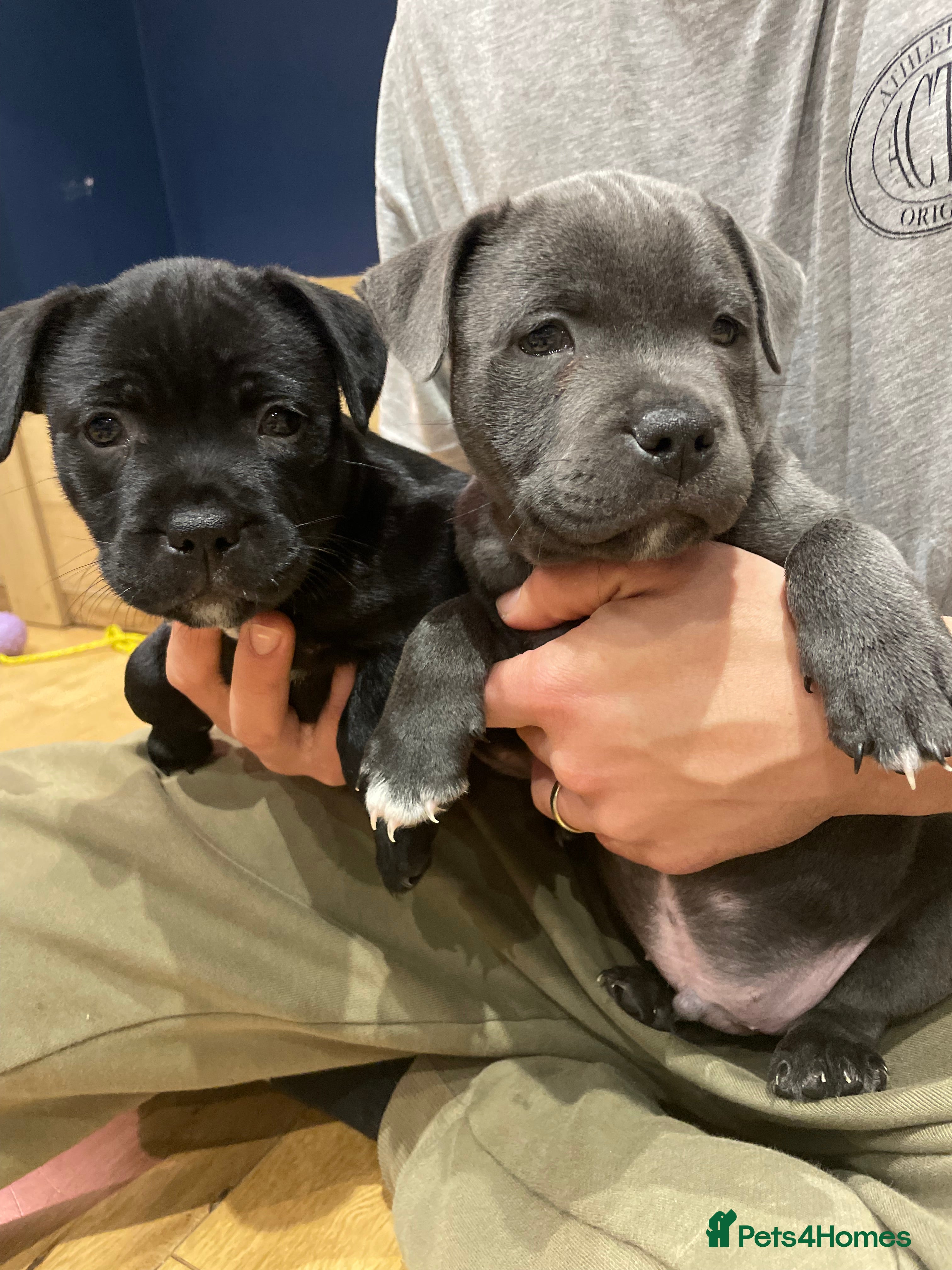 Staffordshire Bull Terrier dogs ✨ KC Registered Staffordshire Bull Terrier Puppies - Advert 10