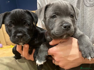 Staffordshire Bull Terrier dogs ✨ KC Registered Staffordshire Bull Terrier Puppies - Advert 1