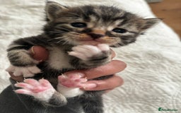 American Shorthair cats for sale: 🌟Adorable kittens now ready 4 forever home🌟 - Image 28