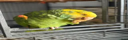 Parrots birds for sale: Amazon parrot - Advert 5