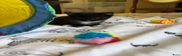 British Shorthair cats for sale: Adorable Kittens Looking for Loving Homes - Advert 5