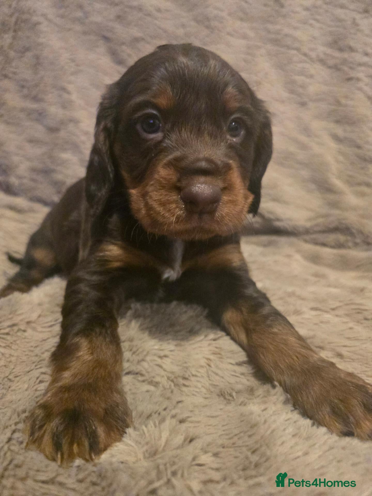 Cocker Spaniel dogs 4 stunning cocker spaniels - Advert 16