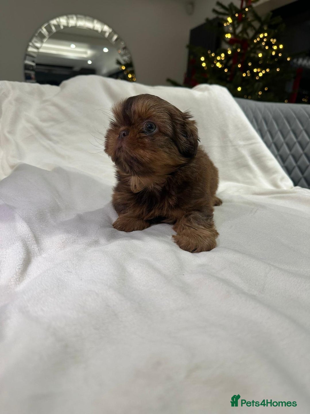 Shih Tzu dogs for sale: kC Imperial Shih tzu Ready now only 1 girl left  - Advert 21