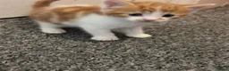 Mixed Breed cats for sale: Need a loving home to mixed breed kittens in Preston - Advert 3