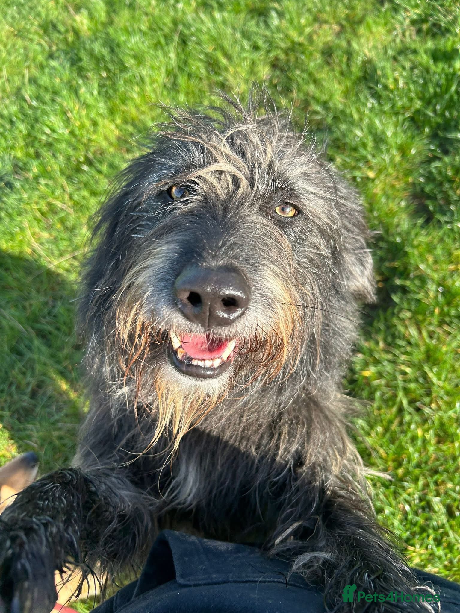 Mixed Breed dogs Herbie 💚 Female-only home needed! - Advert 1