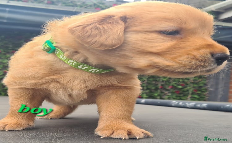 Golden Retriever dogs Golden Retriever puppies - Advert 7