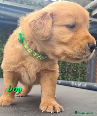 Golden Retriever dogs Golden Retriever puppies - Advert 5