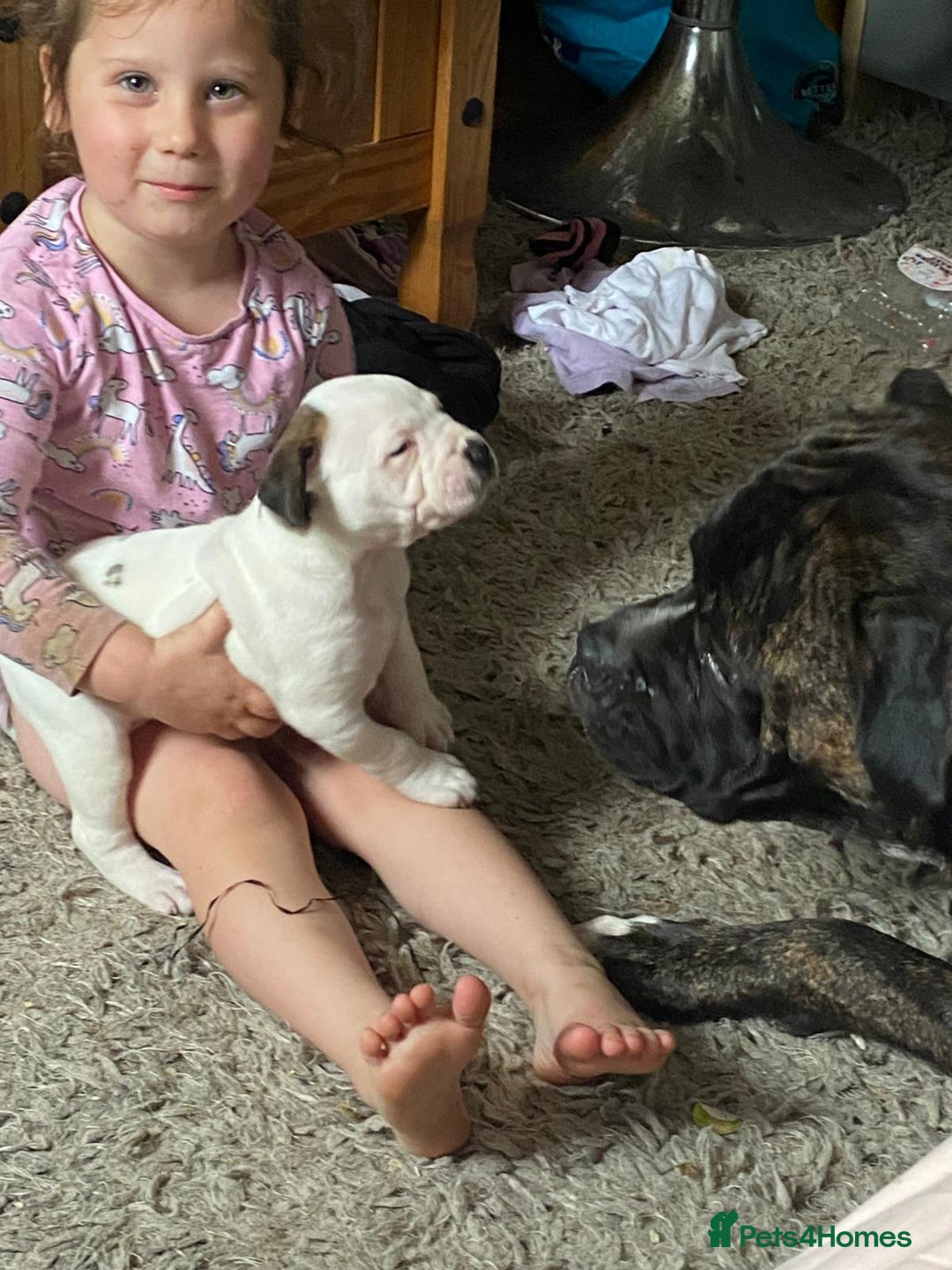 Mixed Breed dogs for sale: Looking for there forever home  - Image 4