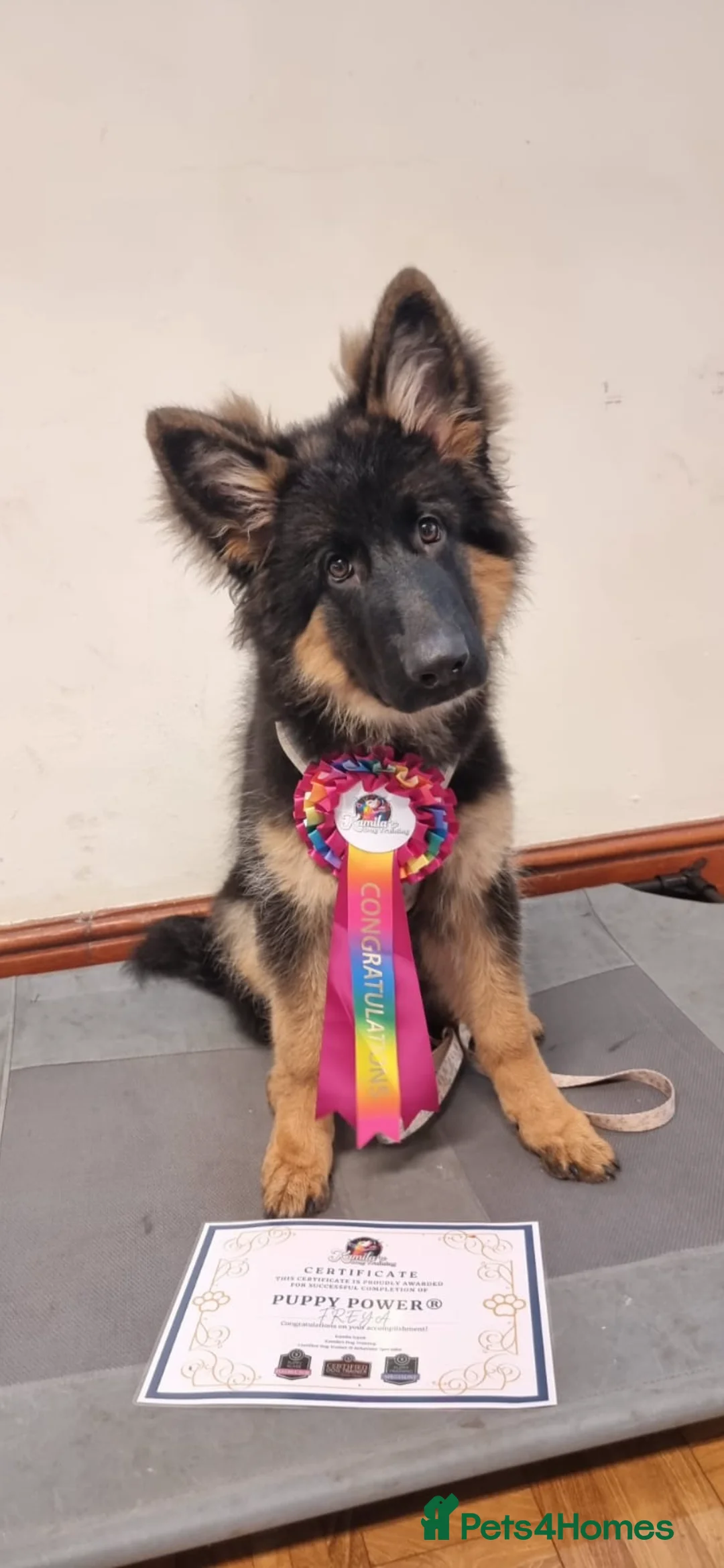German Shepherd dogs for sale: 7 month old female GSD - Advert 1