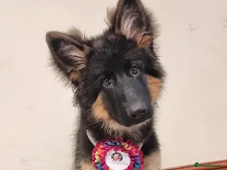 German Shepherd dogs 7 month old female GSD - Advert 1