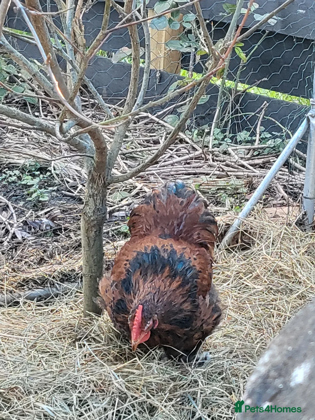 Chickens poultry for sale: Red laced peekin bantam cockerel - Advert 2