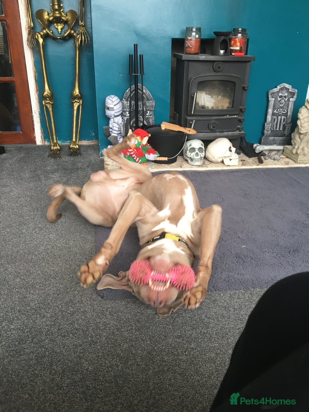 Staffordshire Bull Terrier dogs for sale: This is leo  - Advert 8