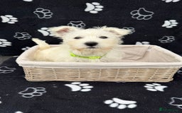 West Highland Terrier dogs for sale: West White Highland Terrier - KC registered  - Image 4