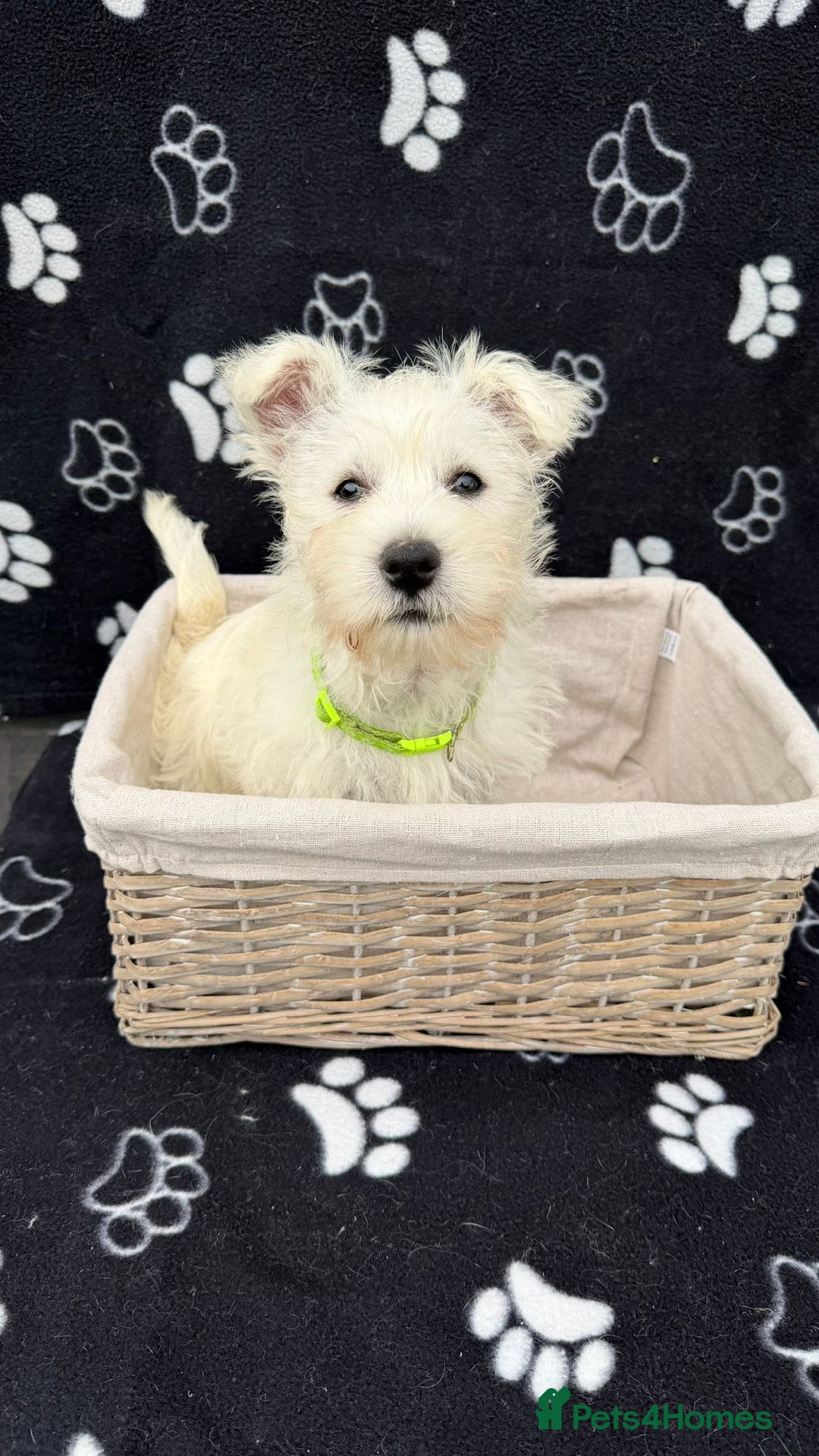 West Highland Terrier dogs for sale: West White Highland Terrier - KC registered  - Image 4