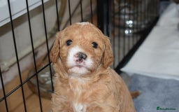 Mixed Breed dogs for sale: ✨Health Tested Australian Labradoodles ✨ - Image 11