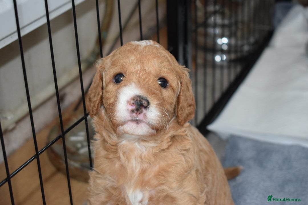 Mixed Breed dogs for sale: ✨Health Tested Australian Labradoodles ✨ - Image 11