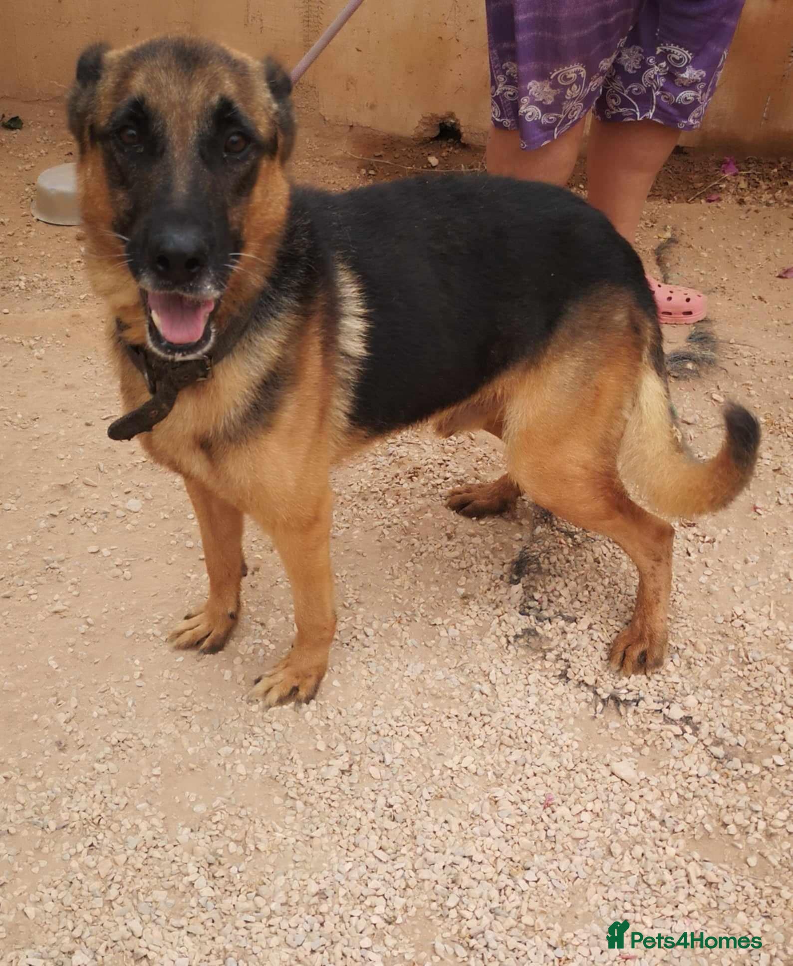 German Shepherd dogs Meet tarzan 🥰 isn't he lovely 🐶🐾 - Advert 7
