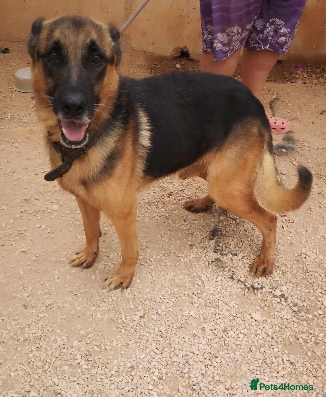 German Shepherd dogs for adoption: Meet tarzan 🥰 isn't he lovely 🐶🐾 - Advert 1