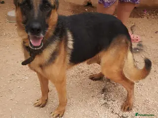 German Shepherd dogs Meet tarzan 🥰 isn't he lovely 🐶🐾 - Advert 4