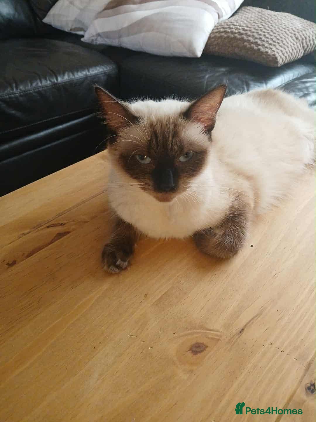 Ragdoll cats for sale: 3 ragdoll girls ready now - Image 8