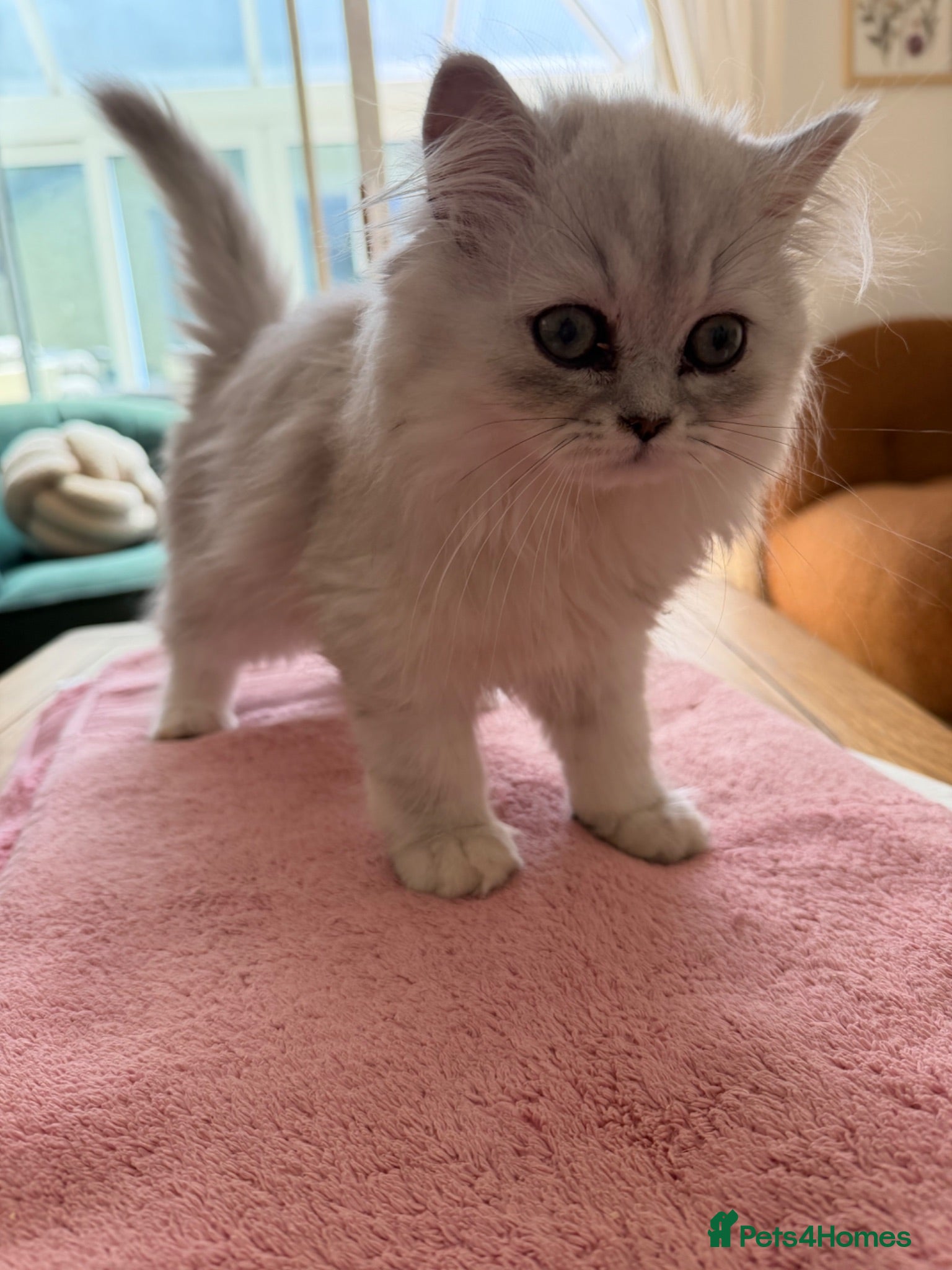 Persian cats Persian chinchilla kittens for sale  - Advert 11