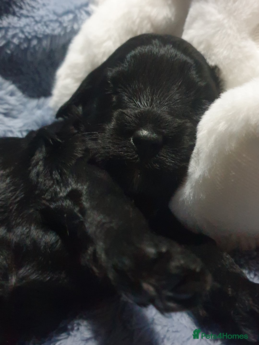 Jackapoo dogs for sale: Beautiful Jackapoo x Asian Toy poodle F1B - Image 5