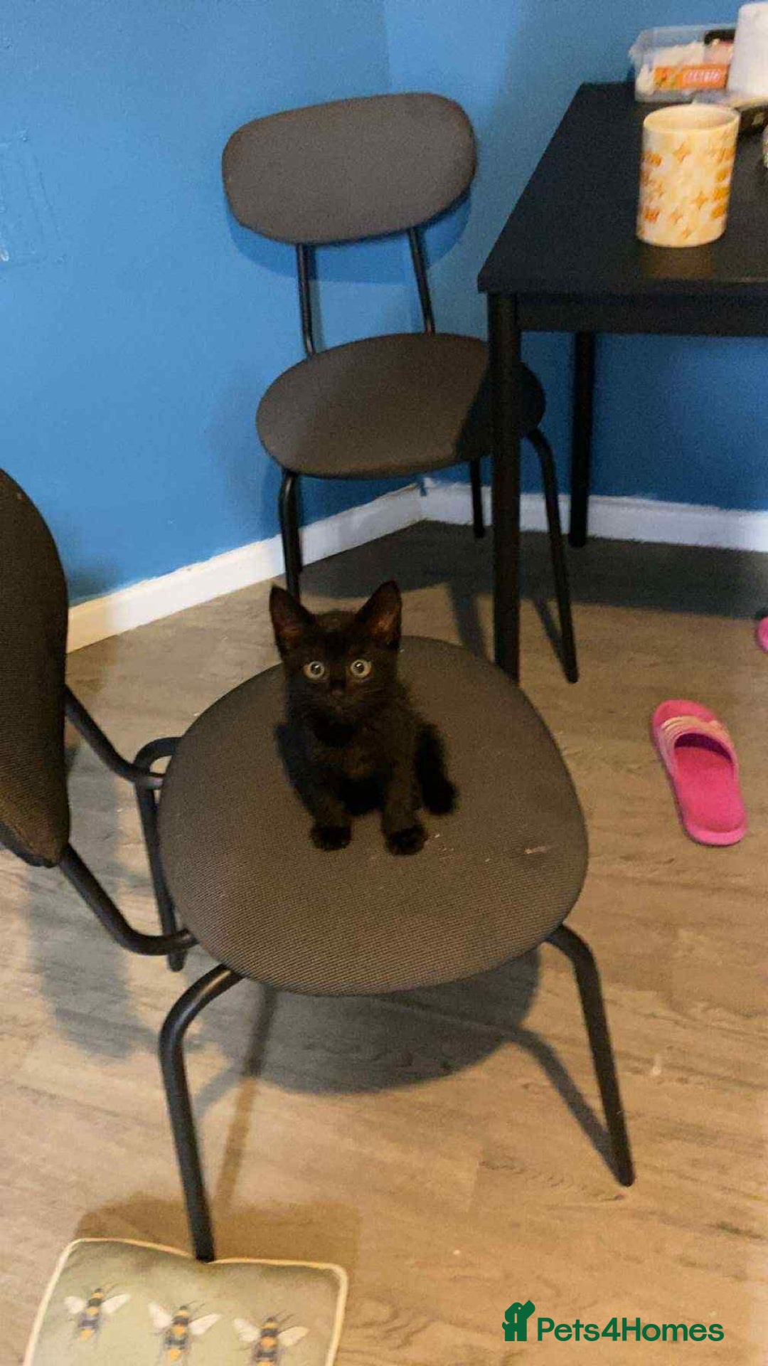 Mixed Breed cats for sale: 4 kittens for sale  - Image 2