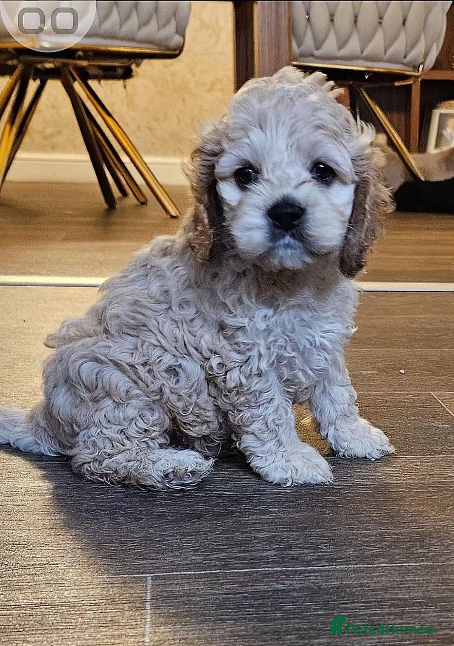 Cockapoo dogs  F1b extensively DNA tested American cockerpoo  - Advert 4