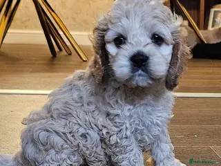 Cockapoo dogs F1b extensively DNA tested American cockerpoo - Advert 4