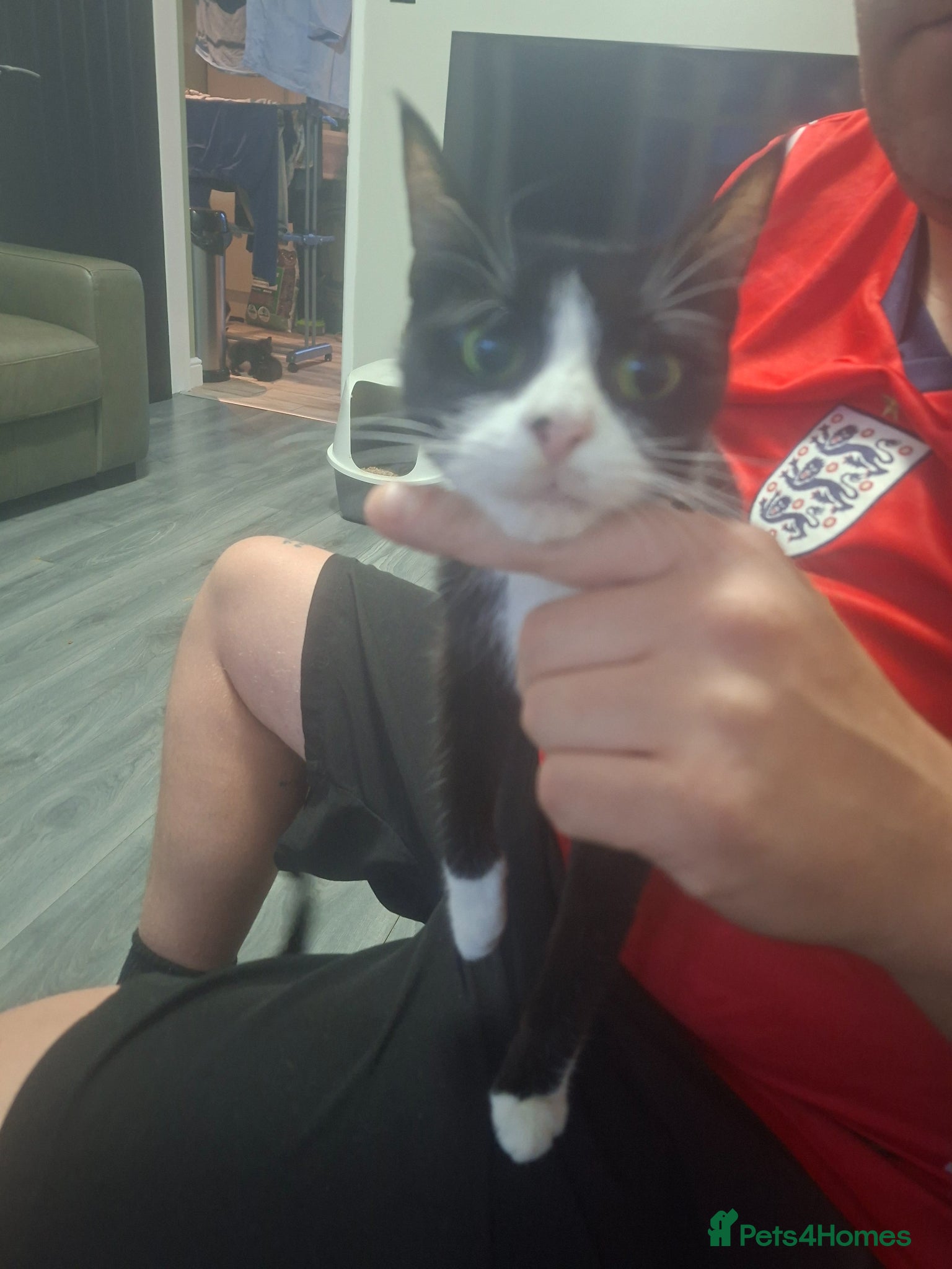 Mixed Breed cats for sale: Stunning kittens  - Advert 1
