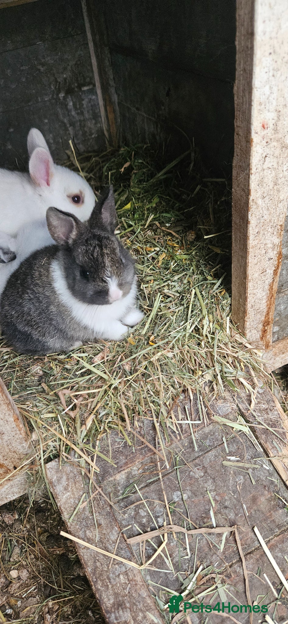 Mixed Breed rabbits They are mix Rex and Dutch  - Advert 4