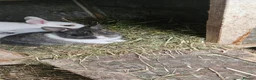 Mixed Breed rabbits for sale: They are mix Rex and Dutch  - Advert 1