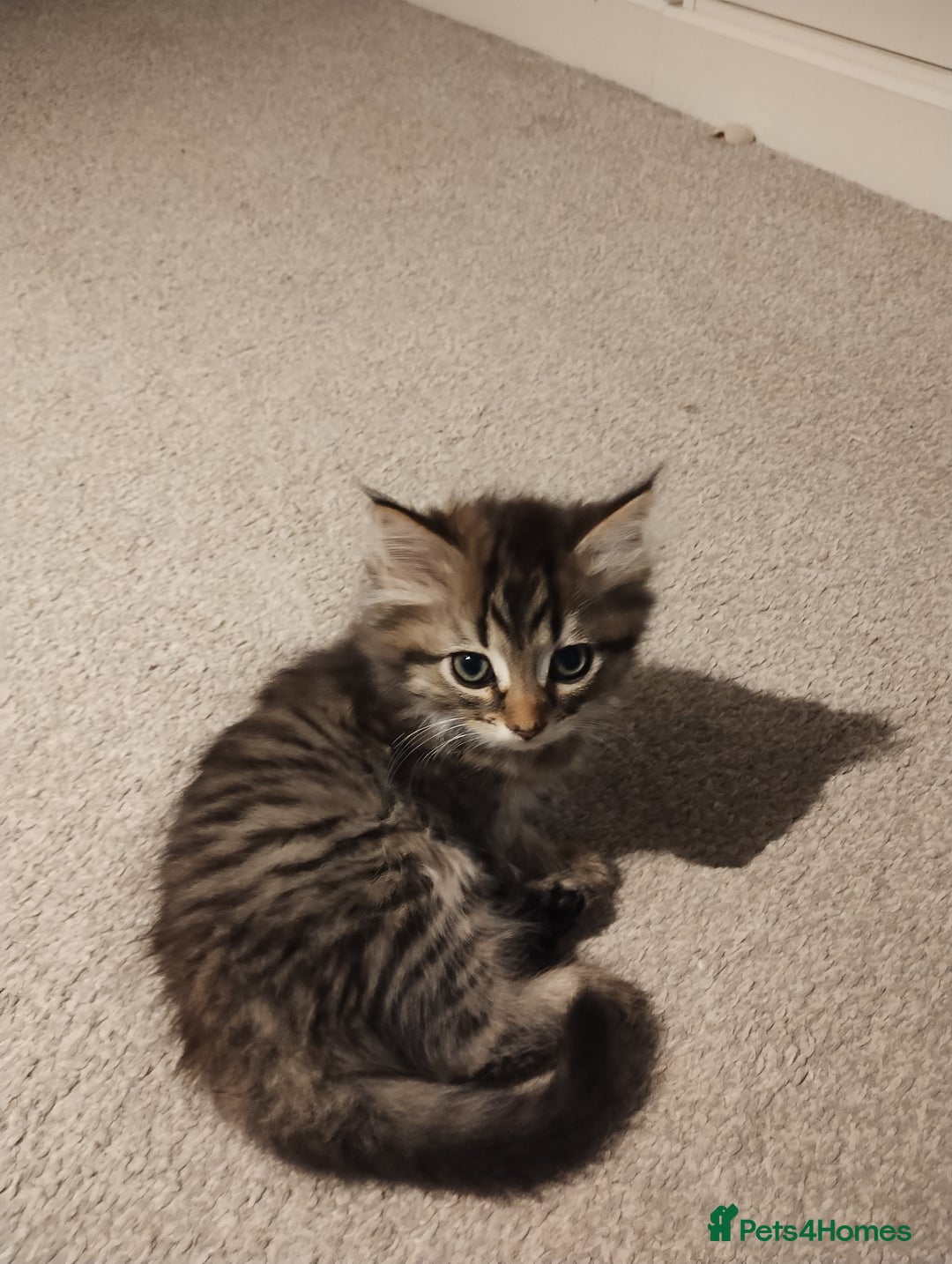 Mixed Breed cats for sale: 2 friendly kittens  - Image 2