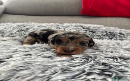 Cockapoo dogs for sale:   🐾 Cockapoo Puppies 🐶  - Image 1