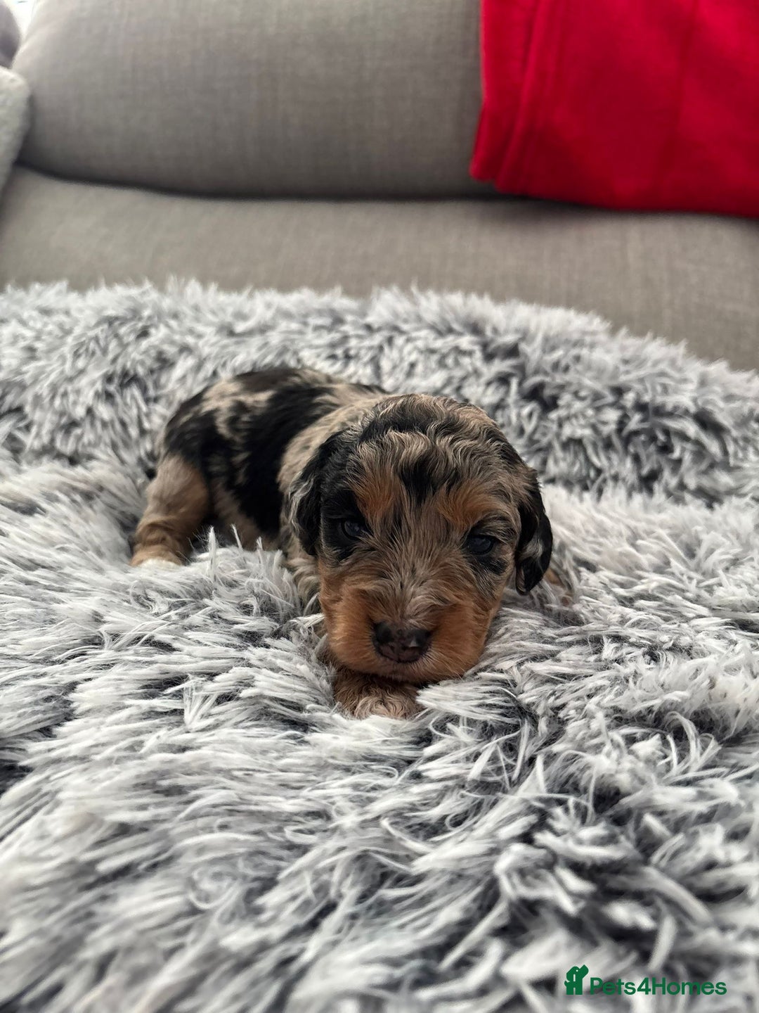 Cockapoo dogs for sale:   🐾 Cockapoo Puppies 🐶  - Image 1