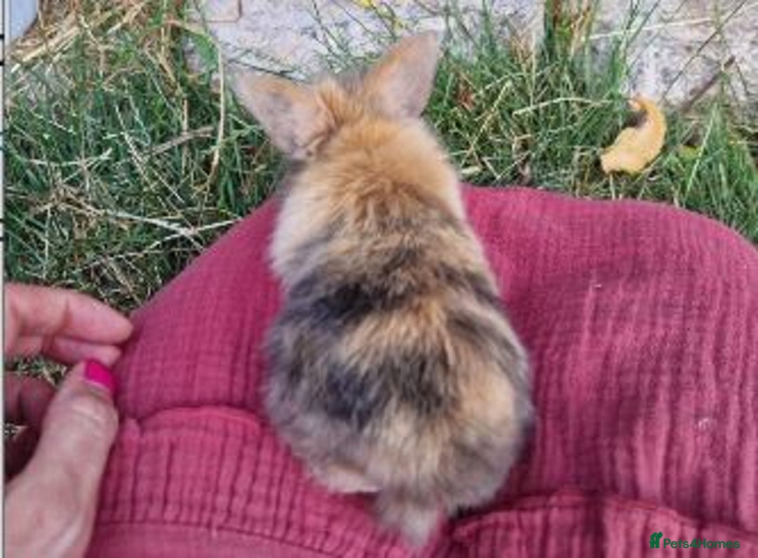 Mini Lop rabbits for sale: 3 x Mini Lion Lop Born 1 September Ready in 1 week - Advert 3