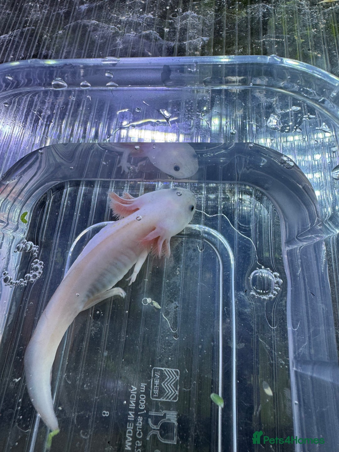 Plecos fish for sale: Lucy Axolot  in Hull - Image 3