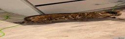 Bengal cats for sale: Retired Male Bengal Seeking Forever Home - Advert 26