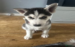 Siberian Husky dogs for sale: Lovely husky puppies, ready for new homes on 25/8 - Image 14