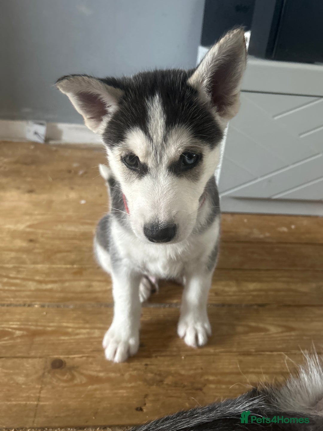 Siberian Husky dogs for sale: Lovely husky puppies, ready for new homes on 25/8 - Image 14