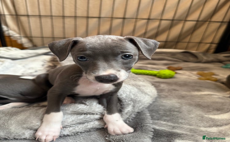 Italian Greyhound dogs - Advert 5