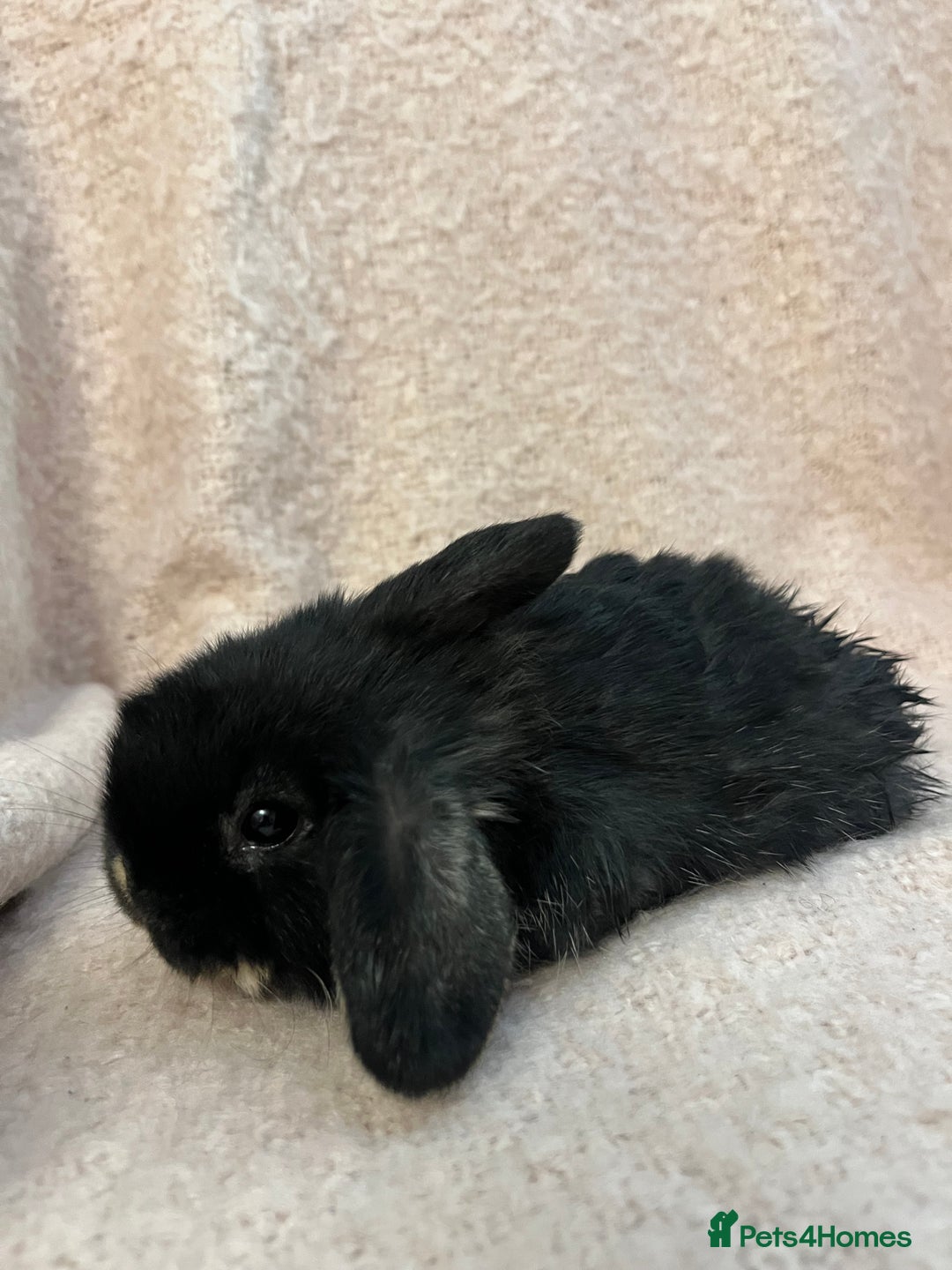 Mini Lop rabbits for sale: Gorgeous mini lops  - Advert 14