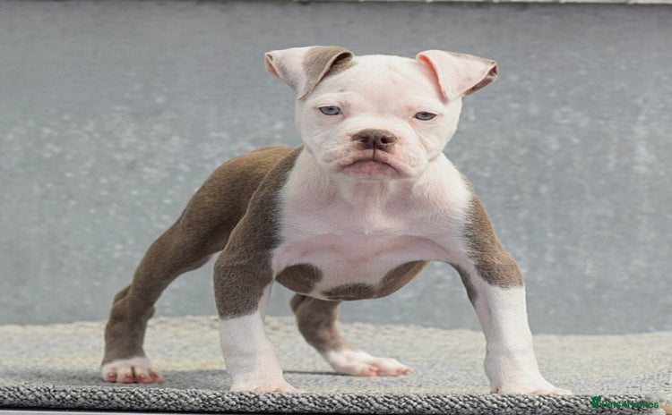 Old Tyme Bulldog dogs - Advert 1