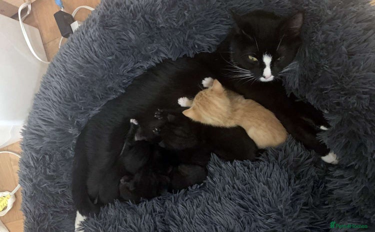 British Shorthair cats 2 lovely kittens - Advert 2