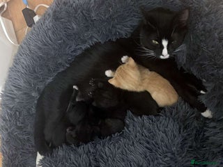 British Shorthair cats 2 lovely kittens - Advert 1