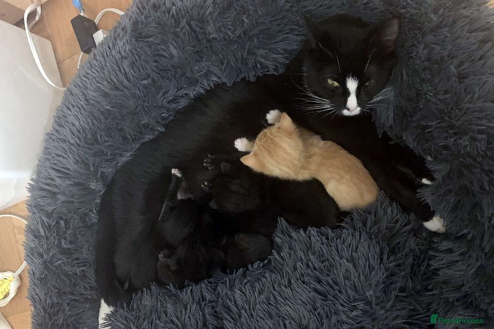 British Shorthair cats 2 lovely kittens - Advert 3