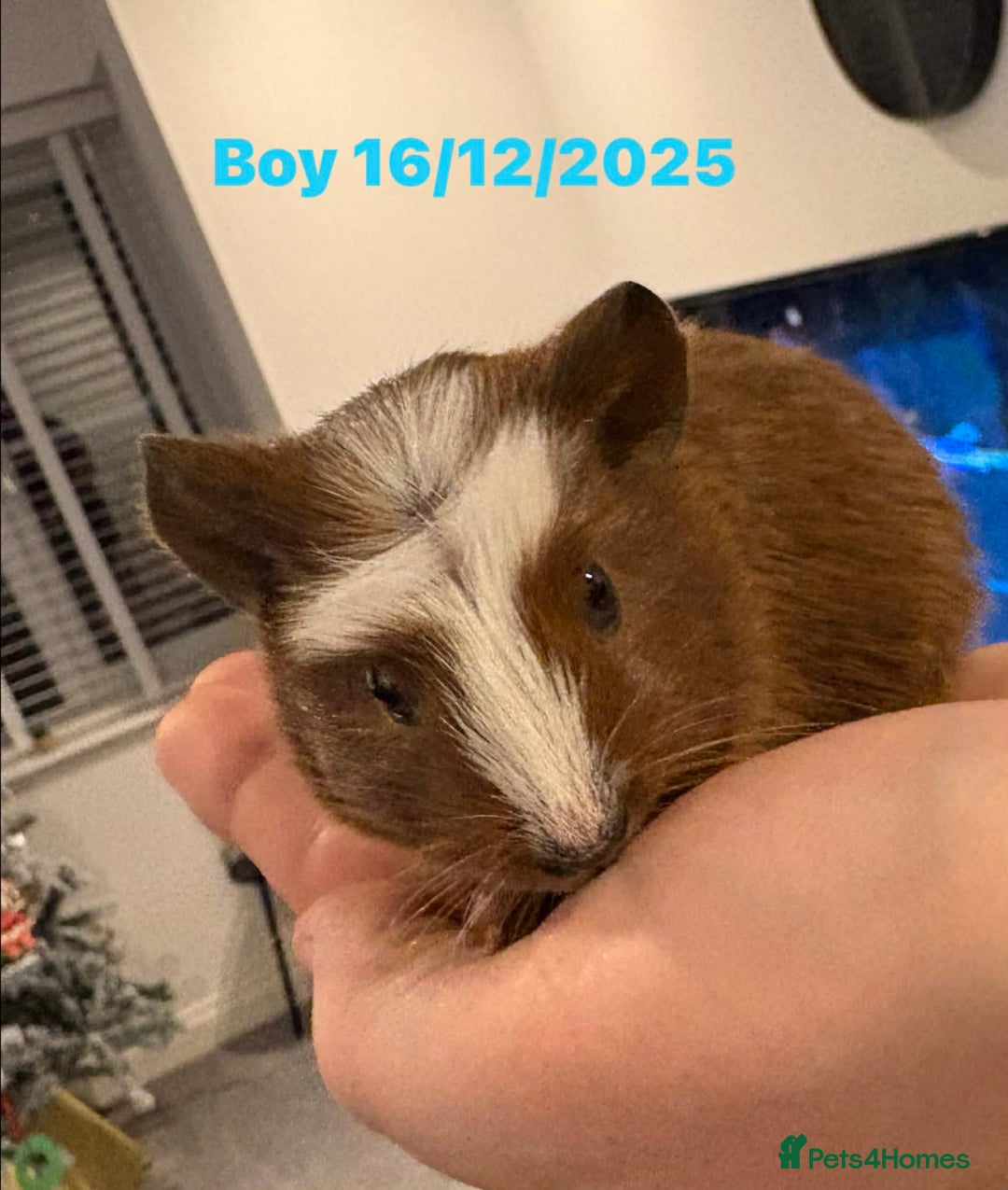 Guinea Pig rodents for sale: Guinea pigs  - Advert 4